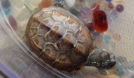 小乌龟吃哈密瓜的视频,小乌龟的哈密瓜美食之旅