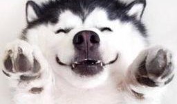 神兽吃瓜群众视频大全最新,趣味横生的视频盛宴大盘点