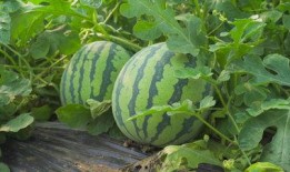 广州涉外吃瓜视频,一窥城市文化冲突与网络舆论场