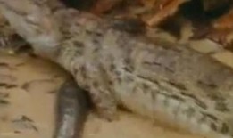搞笑鳄鱼吃瓜视频,吃瓜视频笑翻网友