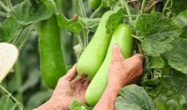 吃秋瓜素材视频下载,尽享丰收喜悦——素材视频下载回顾