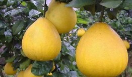 柚子吃瓜神器视频,轻松解锁美味新体验