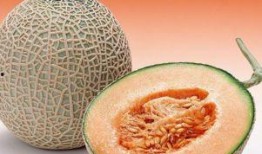 小猫吃哈密瓜有事吗视频,萌态可掬引发网友热议