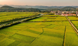 稻田吃瓜写真视频大全