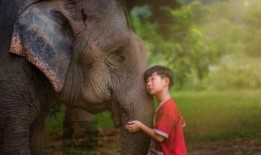 大象吃葫芦瓜视频播放在线观看,趣味视频在线观看