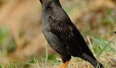 八哥可以吃梨瓜吗视频,揭秘八哥能否享用梨瓜美味