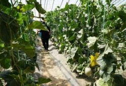 一个视频吃阿富汗的瓜,探寻神秘国度的美味传奇