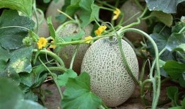 两个多月吃哈密瓜好吗视频,两个月哈密瓜饮食体验分享