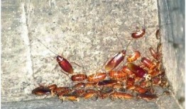 生瓜吃虫子视频,一场自然界的生存挑战