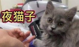 吃瓜小猫咪被抓视频,萌宠也难逃法眼！