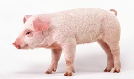 猪快速吃瓜的视频大全集