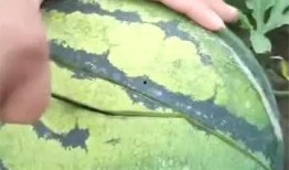 吃麒麟瓜视频,神秘美味背后的故事