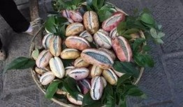 吃八月瓜小马哥会胖吗视频,吃瓜不胖的秘密大揭秘