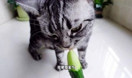 小猫咪可以吃老瓜嘛视频,揭秘小猫咪能否享用老瓜之谜