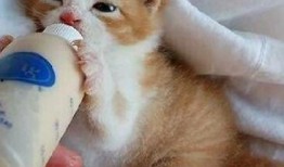 小猫吃哈密瓜有事吗视频,萌态可掬引发网友热议