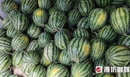 潍坊村委会视频吃瓜