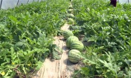 湘潭最新吃瓜事件视频,视频揭秘惊人真相