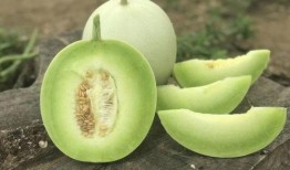 饭前吃玉菇瓜好不好呢视频,营养美味两不误