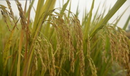 稻田吃瓜写真视频大全