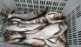 中国吃瓜船捡鱼视频播放,这波操作太“渔”了！