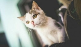 幼崽吃瓜搞笑段子视频,萌态十足引网友爆笑