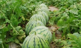 吃自己种的瓜视频,揭秘吃自己种瓜的奇妙体验