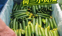 吃生瓜蔬菜直播视频教程