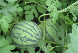 历年来各种吃瓜视频