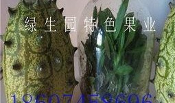 非洲人吃蜜瓜的视频,蜜瓜盛宴惊艳亮相