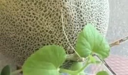 两个多月吃哈密瓜好吗视频,两个月哈密瓜饮食体验分享