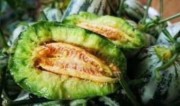 鸡瓜越吃越香吗视频大全,视频大全揭秘美味秘诀