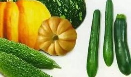 吃瓜扔瓜视频,吃瓜扔瓜视频，带你领略夏日欢乐时光