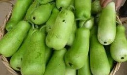 葫芦瓜嫩籽可以吃吗视频