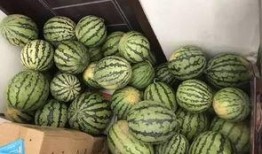 广州涉外吃瓜视频,一窥城市文化冲突与网络舆论场