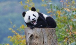 熊猫吃瓜搞笑视频下载,萌态可掬，笑料连连