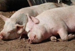 猪快速吃瓜的视频大全集