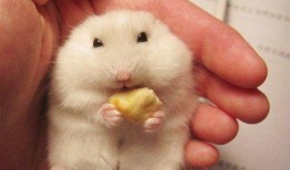 仓鼠吃哈密瓜会死嘛视频,警惕！仓鼠食用哈密瓜的潜在风险
