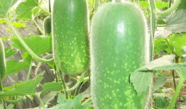 潮汕妇女吃瓜视频大全,一场别开生面的吃瓜盛宴