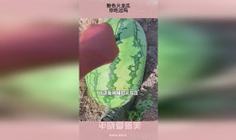 吃火龙瓜视频,舌尖上的火焰之旅