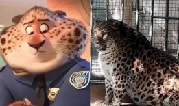 豹小欠吃瓜视频,揭秘娱乐圈幕后故事