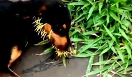 狗哥吃瓜树叶视频大全,萌宠趣味视频大盘点