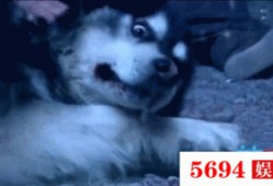 喜欢吃瓜的狐狸视频