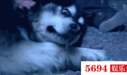 喜欢吃瓜的狐狸视频