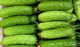 吃生瓜蔬菜直播视频教程