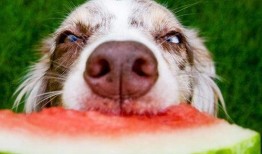 带你吃瓜保护狗狗视频,带你走进狗狗的世界