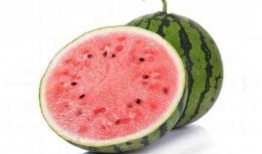 吃麒麟瓜视频,神秘美味背后的故事