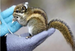 松鼠吃瓜叫唤声视频,萌态十足引网友热议