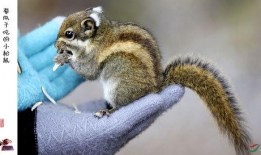 松鼠吃瓜叫唤声视频,萌态十足引网友热议