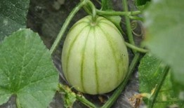 知名网红吃瓜视频大全最新,盘点最新热门吃瓜视频大盘点