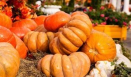 吃秋瓜素材视频下载,尽享丰收喜悦——素材视频下载回顾